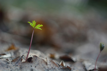 The first spring flowers and shoots.