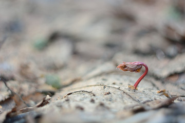 The first spring flowers and shoots.