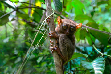 tarsier monkey in the rainforest of bohol in Philippines 