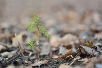The first spring flowers and shoots.
