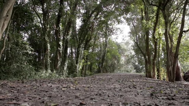 TRAVELLIN AL RAZ DEL PISO EN BOSQUE.