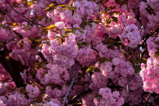 pink cherry blossom background in backlit sunlight. beautiful nature scenery in springtime