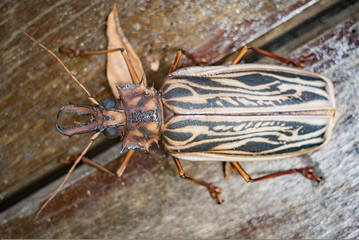 Beetle
