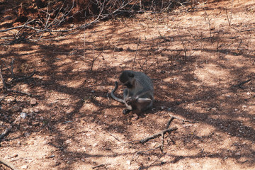 Monkey in Kruger national park