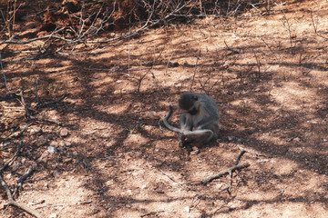 Monkey in Kruger national park