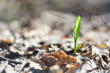 The first spring flowers and shoots.