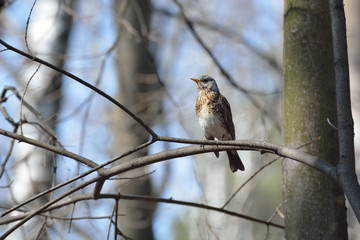 The thrush feeds on the remains of berries in the city.
