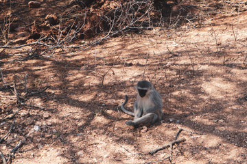 Monkey in Kruger national park