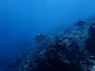 Fototapeta na wymiar 海を泳ぐ海亀の正面