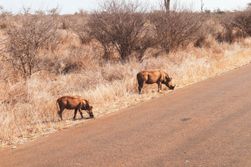 Warthogs in South Africa