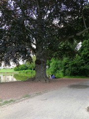 A date under a centenary tree. Germany, Hanover.