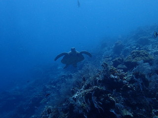 海を泳ぐ海亀の正面