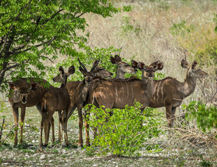 Group of Kudu in Etosha NP, Namibia © Margit