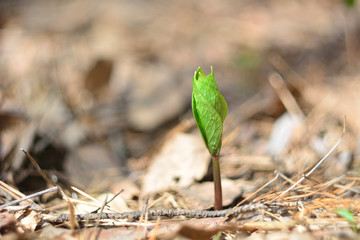 The first spring flowers and shoots.