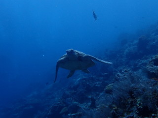 海を泳ぐ海亀の正面