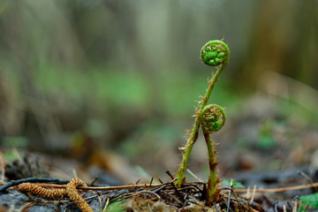 The first spring flowers and shoots.
