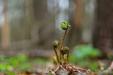 The first spring flowers and shoots.
