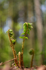 The first spring flowers and shoots.