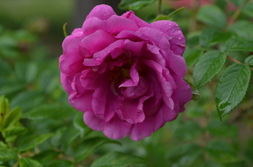 the most beautiful is the ideal flower for many - a rose. high-quality photos for the background, inspiration, contemplation, enjoyment. Use them to create your own unique / content on social networks