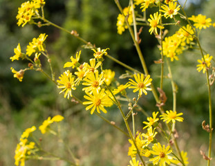 Yellow chamomile or Doronicum aster family. Beautiful camomile grows in the field.