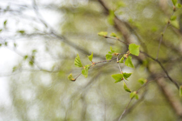 The first spring flowers and shoots.