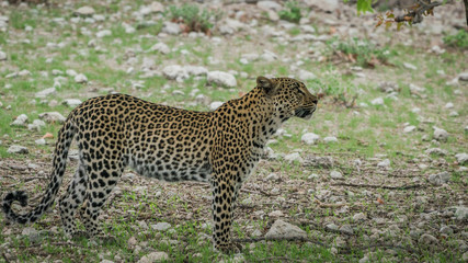 Fototapeta na wymiar Leopard in Etosha NP, Namibia