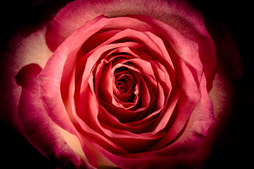 close up macro shot of a red rose