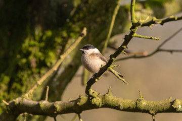 Poecile montanus. Willow Tit against a natural woodland background.