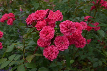 the most beautiful is the ideal flower for many - a rose. high-quality photos for the background, inspiration, contemplation, enjoyment. Use them to create your own unique / content on social networks