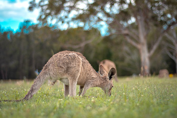 Fototapeta premium kangaroo on the lawn in the park 