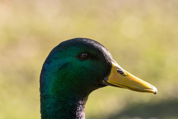 A male Drake Mallard dabbling duck, Anas platyrhynchos closeup and in profile, with a bokeh background.