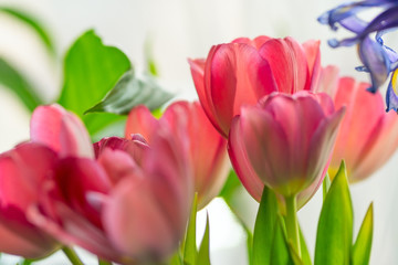 Flower arrangement of pink tulips, iris and greenery. Bright glowing background.