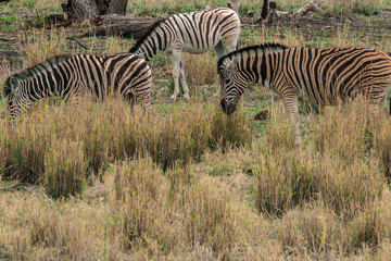 Fototapeta na wymiar Zebras in Etosha NP, Namibia