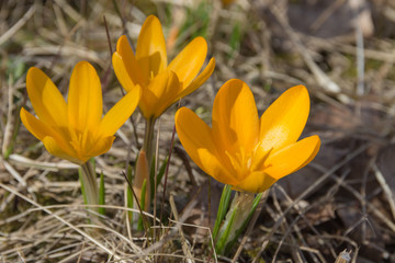 yellow crocuses bloom in spring