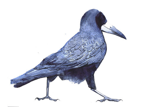 Watercolor Indigo Crow Walking Around. Raster Stock Illustration For Children Book, Postcard Or Poster.