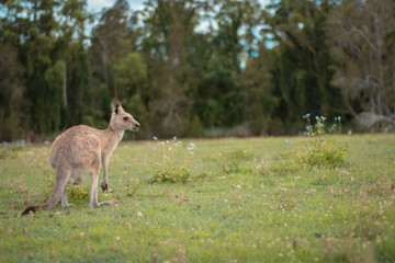 Naklejka na ściany i meble kangaroo on the lawn in the park