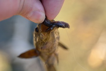 Summer fishing on the lake, Perccottus glenii
