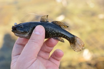 Summer fishing on the lake, Perccottus glenii
