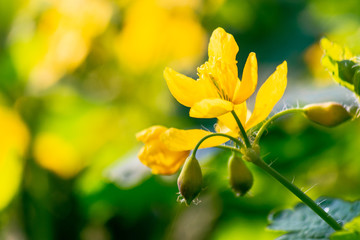 yellow blooming of the greater celandine. wild herbs on the grassy meadow on a sunny day. the plant from poppy family is also known as Chelidonium majus or tetterwort an used in medicine