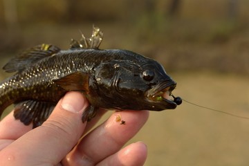 Summer fishing on the lake, Perccottus glenii
