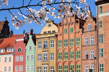 Obraz premium Gdansk city, Poland. Cherry blossoms spring time.