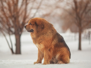 A large shaggy red brown dog of the Tibetan Mastiff breed sits on the white snow in a Park by the river and looks far away