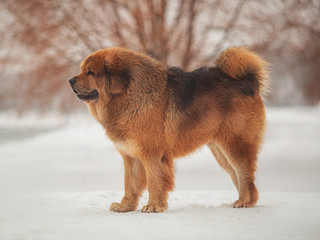 A large shaggy red brown dog of the Tibetan Mastiff breed stands on the white snow in a Park by the...