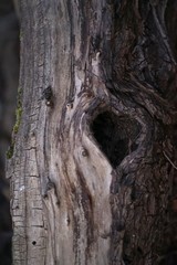 Heart shaped tree hole in old dead tree trunk   