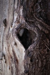 Heart shaped tree hole in old dead tree trunk   