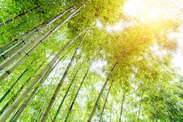 Fototapeta na wymiar bamboo forest with morning sunlight