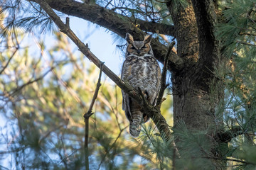 Great hornet owl, male near the nest in state park Wisconsin