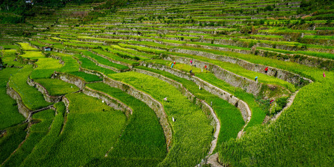 rice field terrace in the area of banaue,in Philippines 
