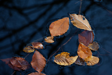 Fallen dry leaves in the lake