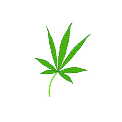 cannabis leaves on white background